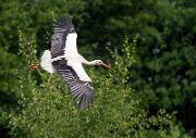 Weissstorch - White Stork  (Ciconia ciconia)